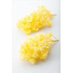 【プリザーブド】大地農園/カシワバアジサイ・ヘッド /約2輪/モーニングイエロー/01070-501