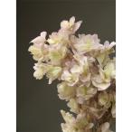 【プリザーブド】大地農園/カシワバアジサイ・ヘッド /約2輪/グリーンパープル/01075-742