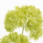 [ консервированный ] большой земля сельское хозяйство ./ soft .. гортензия * head / примерно 2 колесо / светло-зеленый /01900-721