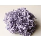 【プリザーブド】大地農園/ソフトアナベル・ヘッド /約2輪/ラベンダー/02160-411