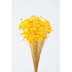 [ dry ] большой земля сельское хозяйство ./ Star цветок *bro Sam /18g/ желтый /30191-521