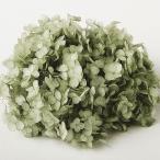 [ консервированный ] Tohoku материалы для цветочной композиции / soft .... дыра bell / зеленый чай / примерно 2.5 колесо /64220