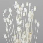 [ dry ] Tohoku материалы для цветочной композиции / поток Len sia/ белый / примерно 20g/65089