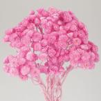 [ консервированный ] Tohoku материалы для цветочной композиции / soft imo-teru/ примерно 20g/ black currant /76083