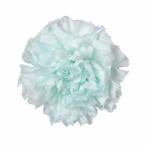 【プリザーブド】フロールエバー/スタンダードカーネーション/ブルーマルガリータ/6輪/FL1100-80