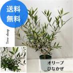 オリーブひなかぜ高さ1.0ｍ幅0....