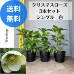 クリスマスローズ3本セットシングル白生花苗木15ｃｍポット苗高さ0.3ｍ幅...