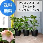 クリスマスローズ3本セットシングルピンク生花苗木15ｃｍポット苗高さ0.3...