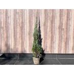  хвойное дерево blue angel [ бесплатная доставка ]. земля рассада корень наматывать рассада высота 0.9m ширина 0.2m tree сырой . глаз .. садовое дерево растение модный в европейком стиле 