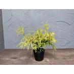  кипарисовик Голден Моп [ бесплатная доставка ] хвойное дерево 12cm pot высота 0.25m ширина 0.25m.... в европейком стиле сад растение саженец 