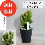 ユーフォルビアマハラジャ高さ0.3ｍ幅0.15ｍ12cmプラ鉢多肉植物ドラ...