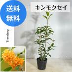 キンモクセイ金木犀高さ0.6ｍ幅0...