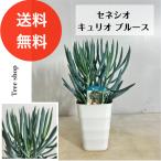 セネシオキュリオブルース15cmプラ鉢高さ0.4ｍ幅0.2ｍ多肉植物インテ...