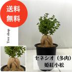 セネシオ多肉姫紅小松トリコディアデマ・ブルボスム多肉植物7.5cmプラ鉢高...