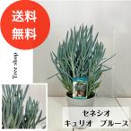 セネシオキュリオブルース12cmプラ鉢4号鉢高さ0.4ｍ幅0.2ｍ多肉植物...