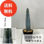 ピロソケレウス パキクラダス 【送料無料】 柱サボテン 4号鉢 多肉植物 1…