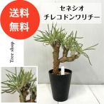 セネシオチレコドンワリチー15cmプラ鉢高さ0.45ｍ幅0.2ｍ5号鉢多肉...