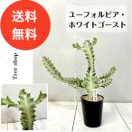 ユーフォルビアホワイトゴースト多肉植物13.5cmプラ鉢高さ0.4ｍ幅0....