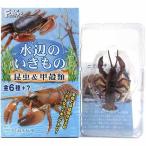 【5】 エフトイズ 水辺のいきもの 昆虫＆甲穀類 ニホンザリガニ 単品