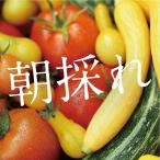  Izumi .. 100 магазин [ утро .. свежий ] безопасность лето рефрижератор рейс тщательно отобранный овощи набор комплект осмотр товар завершено (80 размер комплект )