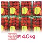  America производство клубника ( клубника *.) примерно 4.0kg примерно 250g×16 упаковка (15 шарик упаковка )