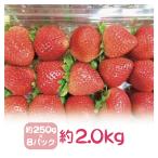  America производство клубника ( клубника *.) примерно 2.0kg примерно 250g×8 упаковка (15 шарик упаковка )