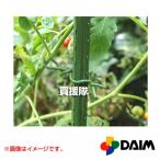 第一ビニール やわらかバンド 径2.5×5m