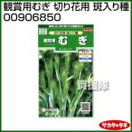 ★廃番★サカタのタネ 実咲花6850 観賞用むぎ 切り花用斑入り種 00906850