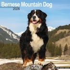 * календарь Barneys mountain собака [ постоянный размер / орнамент ] 2026 год . мир 8 год календарь собака вид другой календарь собака средний ..e-bon боковой квадратный тип 