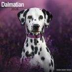 ★カレンダー ダルメシアン【レギュラーサイズ/壁掛け】犬 2026年 令和8年 暦 輸入 イギリス 犬種別カレンダー 中綴じ エーボンサイド スクエアタイプ