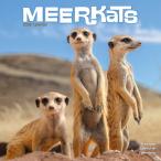  календарь mi-a кошка [ постоянный размер / орнамент ] 2026 год . мир 8 год календарь мелкие животные . сырой животное домашнее животное календарь импорт средний ..e-bon боковой квадратный тип 