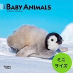 [ бесплатная доставка ] baby животное животное. младенец календарь Mini размер 2027 год месяц .... мир 9 год импорт brown trout подарок Рождество Trust one отметка 