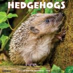  календарь еж Hedgehog [ постоянный размер / орнамент ] 2026 год . мир 8 год календарь мелкие животные месяц ... импорт средний ..ui low k утечка квадратный тип подарок 