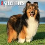 カレンダー シェットランドシープドッグ シェルティ 【レギュラーサイズ/壁掛け】 2026年 令和8年 パピー 犬種カレンダー ウィロークリーク スクエアタイプ