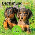 �y���������z�_�b�N�X�t���h �p�s�[ �J�����_�[ �~�j�T�C�Y ���߂��� �Ǌ|�� 2027�N �ߘa9�N �_�b�N�X�t���g brown trout �v���[���g �g���X�g�����|�C���g
