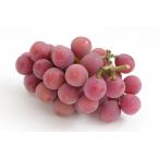 *2026 год осень предварительный заказ распродажа * виноград k in колено na наша компания сельское хозяйство . прямая поставка .~.*k in колено na1~1.2kg(2.)| 9 месяц отправка предположительно | Aomori префектура производство,.., подарок, для бытового использования 