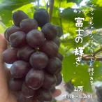 ★2026年10月 予約販売★ 黒いシャインマスカット！希少な「富士の輝き」 2〜3房（1.2kg以上）甘さ際立つ