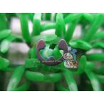  Dio рычаг E зажим наличие иметь немедленная уплата Honda оригинальный новый товар мотоцикл детали Lead техосмотр "shaken" Genuine Zoomer Today такт Giorno Lead 50 lJ