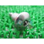 CB1300SF SB задняя подвеска болт наличие иметь немедленная уплата Honda оригинальный новый товар мотоцикл детали наличие есть немедленная уплата возможно 6mm техосмотр "shaken" Genuine CB1300SF CB1300SB zH