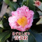 椿吾妻絞・あずましぼり・あづましぼ...