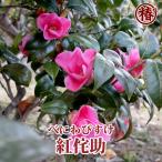 椿紅侘助・べにわびすけ15cmポッ...