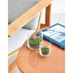 g последний Moss / S размер [ растения культивирование комплект / мох / террариум / декоративное растение / маленький подарок /snagoke/ мох террариум ]