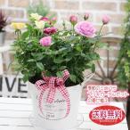 ショッピング鉢 華やか ミニバラ MIXカラーのブリキの寄せ植え 鉢花 鉢植え 送料無料 花 ギフト プレゼント お祝い 卒業祝い 入学祝い 退職祝い