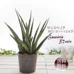 サンスベリアサンセベリアB12ビー...