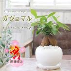 ガジュマル 観葉植物 ガジュマルの