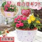 母の日 2024 鉢植え カーネーション 花 プレゼント ギフト 花鉢 送料無料 カーネーション とミニバラ 鉢花寄せカゴ