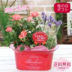 母の日 2024 鉢植え 花 プレゼント ギ