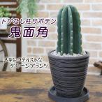 トゲなしサボテン 柱サボテン 鬼面角 送料無料 観葉植物 父の日 プレゼント…
