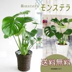 モンステラ 6号 鉢カバー付き 大きな葉で人気 観葉植物 送料無料 父の日 プレゼント ギフト 誕生日 開店祝い 開所祝い 新築祝い 結婚記念日 卒業祝い