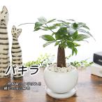 送料無料　幸せの木　金運の木発財樹　パキラ　キューブ型角鉢　観葉植物 インテリア ギフト プレゼント